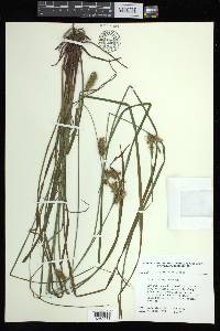 Carex baileyi image