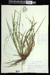 Carex austrocaroliniana image