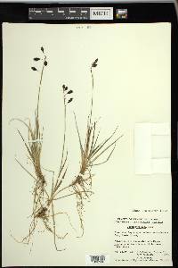 Carex atrofusca image