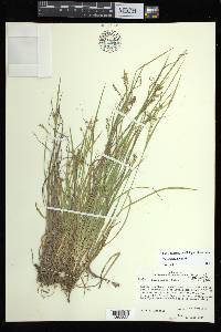 Carex aurea image