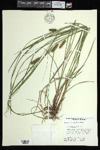 Carex baileyi image