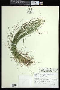 Carex atlantica subsp. capillacea image