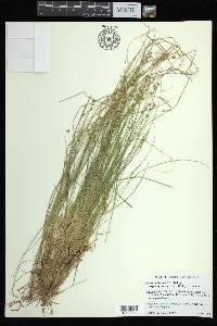 Carex atlantica subsp. capillacea image