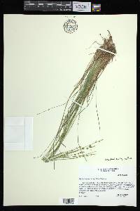 Carex atlantica subsp. capillacea image