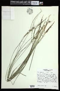 Carex arkansana image