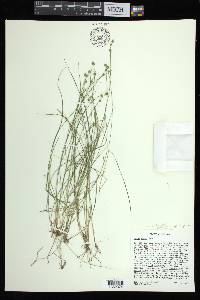 Carex atlantica subsp. capillacea image