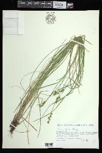 Carex atlantica subsp. atlantica image