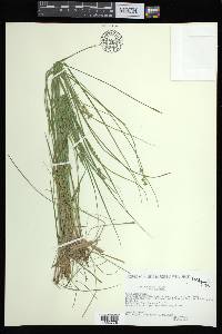 Carex atlantica subsp. atlantica image