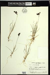 Carex atrofusca image