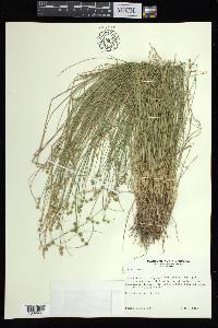 Carex atlantica subsp. capillacea image