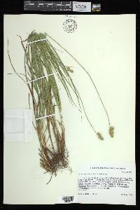 Carex austrina image