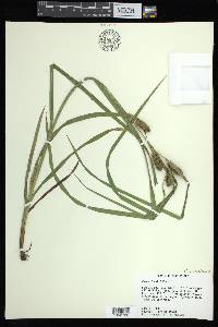 Carex aureolensis image