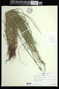 Carex atlantica subsp. atlantica image