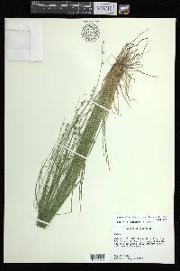 Carex atlantica subsp. capillacea image