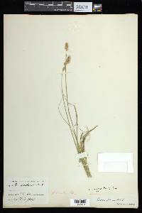 Carex argyrantha image