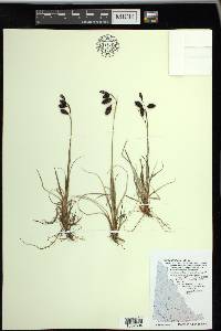 Carex atrofusca image