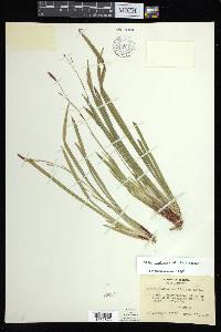 Carex austrocaroliniana image