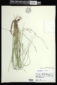 Carex atlantica subsp. capillacea image