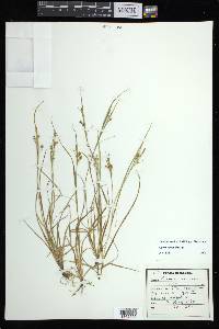 Carex aurea image