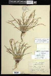 Carex backii image