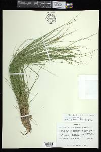 Carex atlantica subsp. capillacea image