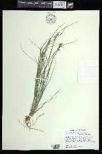 Carex atlantica subsp. capillacea image