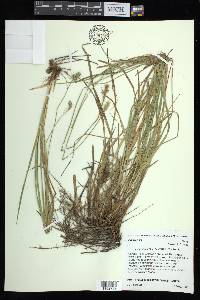 Carex austrina image