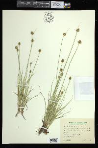 Carex athrostachya image