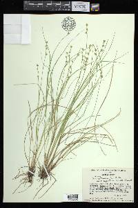 Carex atlantica subsp. capillacea image