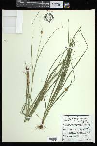 Carex athrostachya image