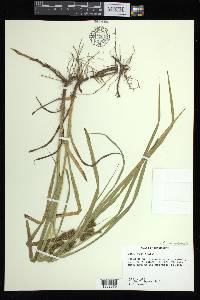 Carex aureolensis image