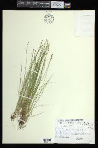 Carex atlantica subsp. capillacea image