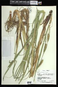 Carex atherodes image