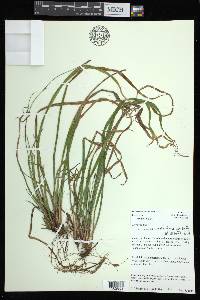 Carex austrocaroliniana image