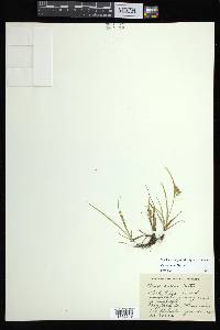 Carex aurea image