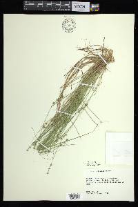 Carex atlantica subsp. capillacea image