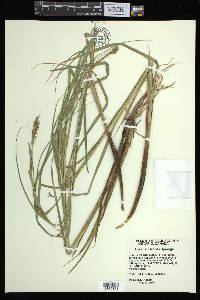 Carex atherodes image