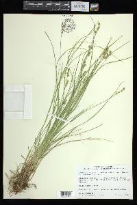 Carex atlantica subsp. capillacea image