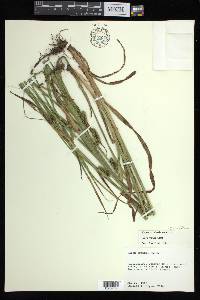 Carex aureolensis image