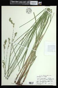 Carex argyrantha image