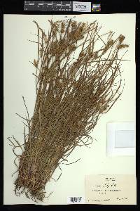 Carex baileyi image