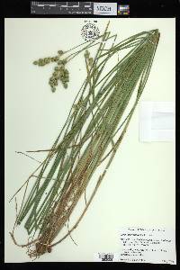 Carex argyrantha image