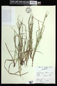 Carex backii image