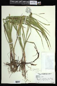 Carex aureolensis image