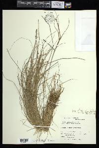 Carex atlantica subsp. capillacea image