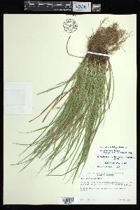 Carex basiantha image