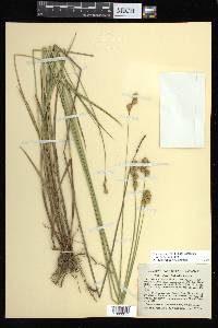 Carex bicknellii image