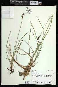 Carex bigelowii subsp. lugens image