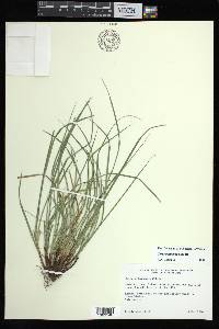 Carex basiantha image