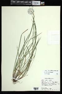 Carex basiantha image